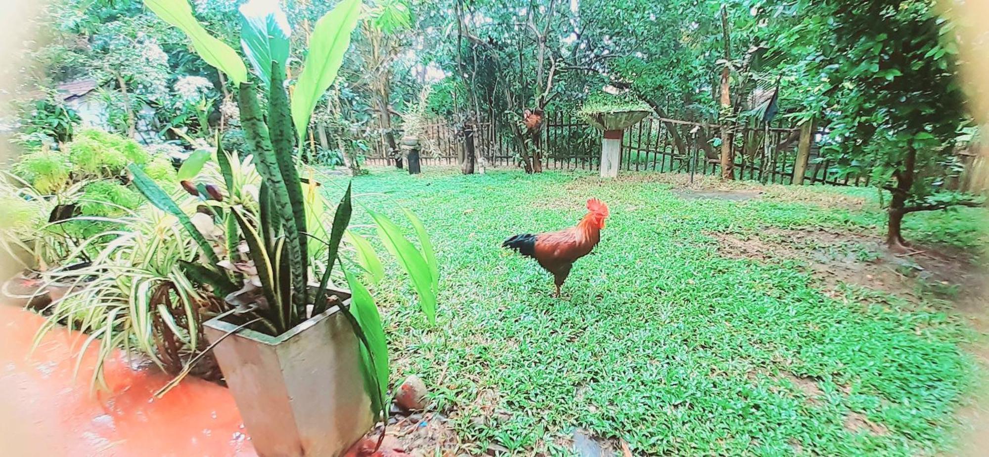 Bamboo Home Stay Hiriketiya Dikwella Kültér fotó