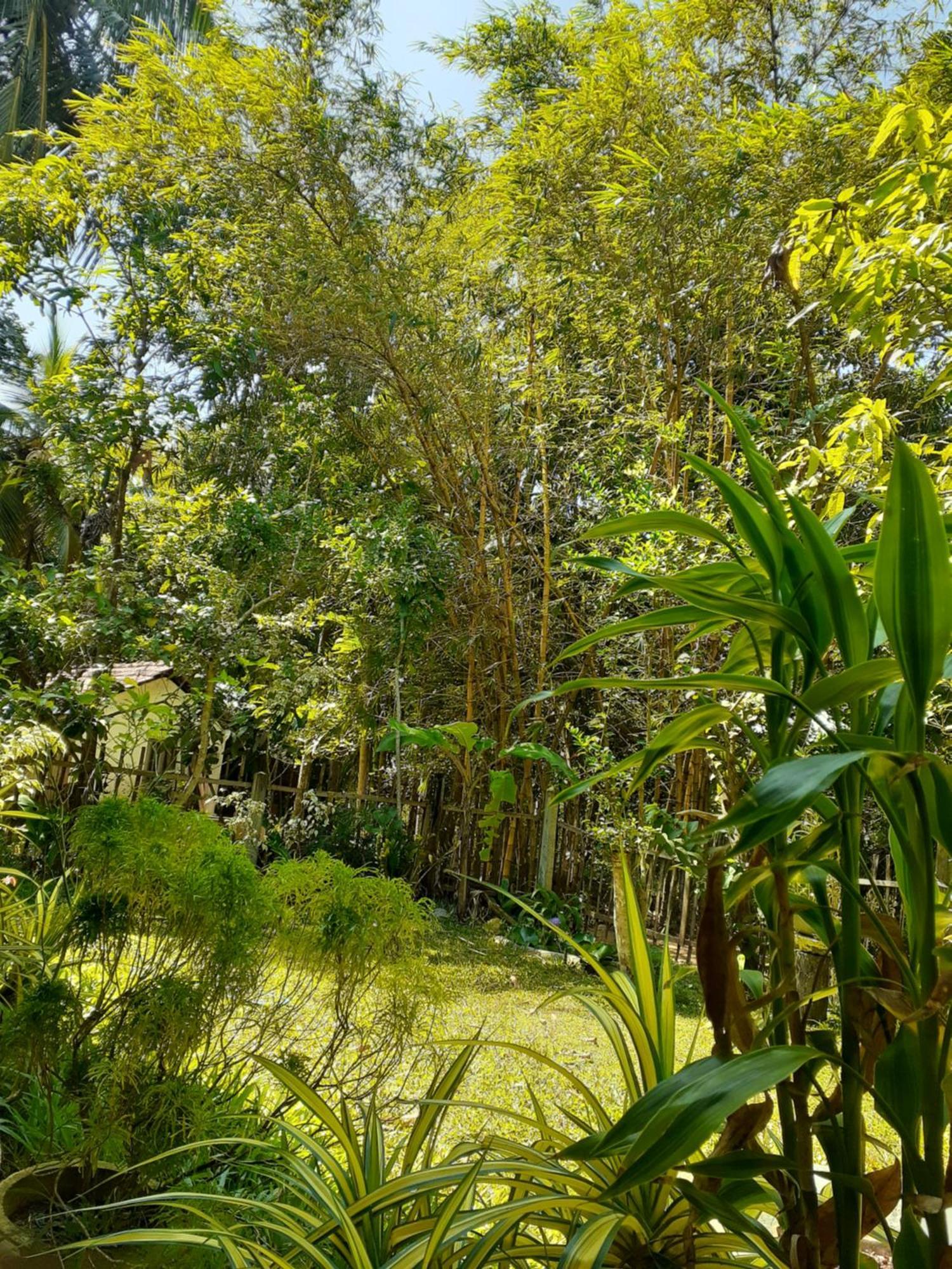Bamboo Home Stay Hiriketiya Dikwella Kültér fotó